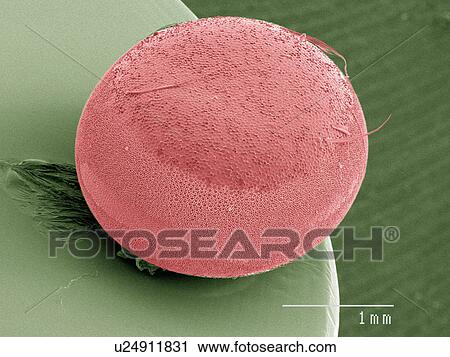Coloured SEM of egg of a silk moth View Large Photo Image Stock Image - Coloured SEM of egg of a silk moth. Fotosearch