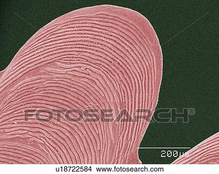 Picture - Coloured SEM of fish scale. Fotosearch