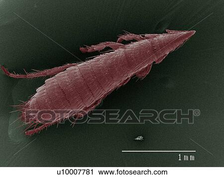 Stock Image - Coloured SEM of flea. Fotosearch
