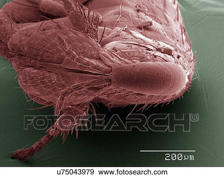 Stock Photo - Coloured SEM of flea. Fotosearch