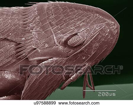 Stock Photo - Coloured SEM of flea. Fotosearch