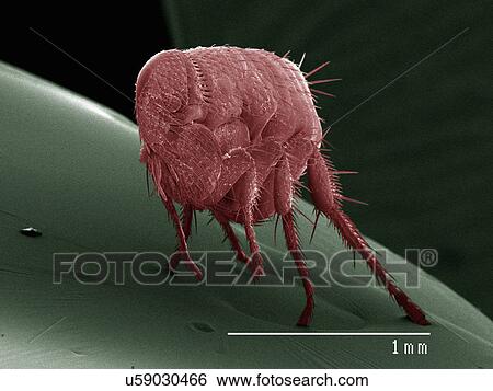 Coloured SEM of flea View Large Photo Image Stock Photograph - Coloured SEM of flea. Fotosearch