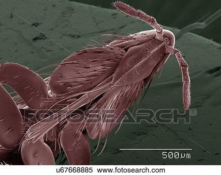 Coloured SEM of flea View Large Photo Image Stock Photography - Coloured SEM of flea. Fotosearch