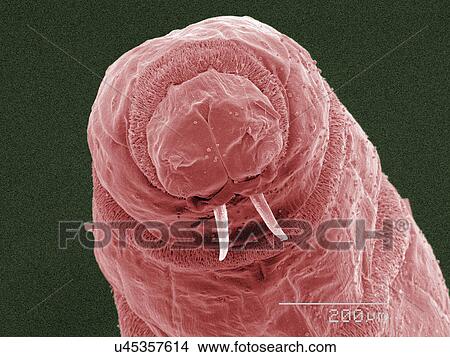 Picture - Coloured SEM of fly maggot mouthparts. Fotosearch