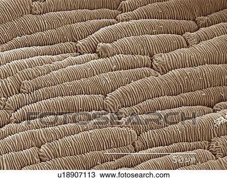 Coloured SEM of goldenrod flower leaf surface View Large Photo Image Stock Image - Coloured SEM of goldenrod flower leaf surface. Fotosearch