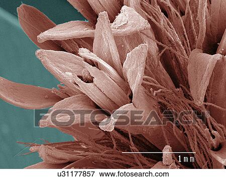 Stock Photo - Coloured SEM of goldenrod flower. Fotosearch