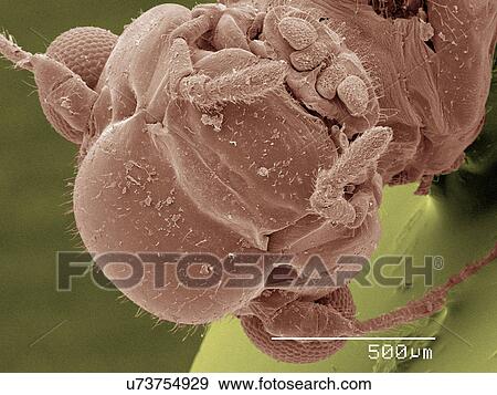 Stock Photo - Coloured SEM of head of bark louse. Fotosearch