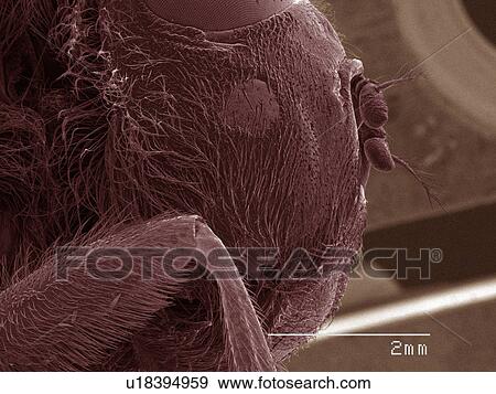 Stock Photo - Coloured SEM of head of botfly. Fotosearch