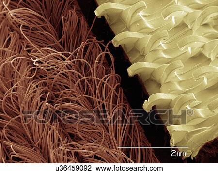 Stock Image - Coloured SEM of hook and loop fastener. Fotosearch