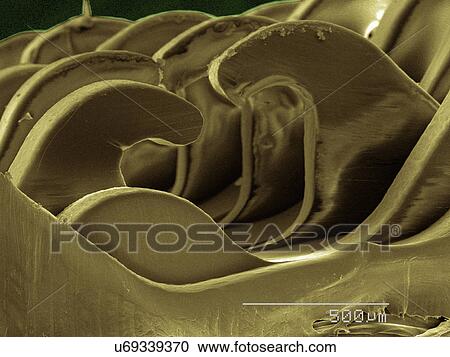 Stock Image - Coloured SEM of hook and loop fastener. Fotosearch