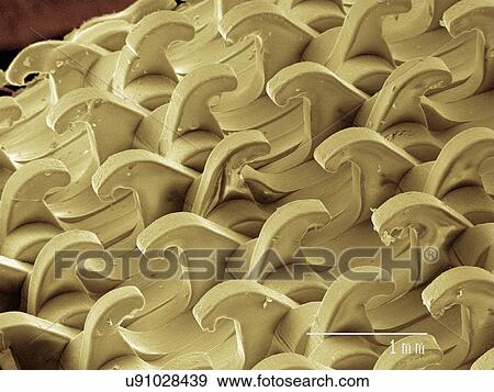 Stock Photo - Coloured SEM of hook and loop fastener. Fotosearch