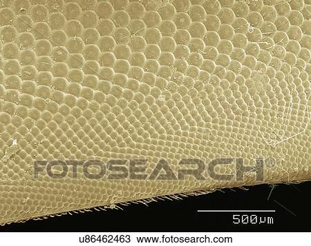 Stock Image - Coloured SEM of horsefly's eye. Fotosearch