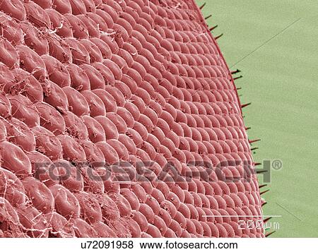 Stock Photo - Coloured SEM of horsefly's eye. Fotosearch