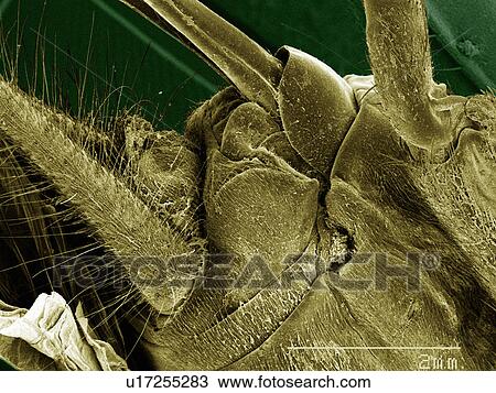 Stock Image - Coloured SEM of house cricket (Acheta domesticus) leg spurs. Fotosearch