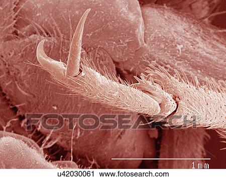 Stock Image - Coloured SEM of house cricket (Acheta domesticus) tarsus. Fotosearch