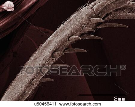 Coloured SEM of house cricket (Acheta domesticus) leg spurs View Large Photo Image Stock Image - Coloured SEM of house cricket (Acheta domesticus) leg spurs. Fotosearch