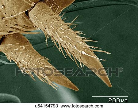 Coloured SEM of house cricket (Acheta domesticus) leg spurs View Large Photo Image Stock Image - Coloured SEM of house cricket (Acheta domesticus) leg spurs. Fotosearch
