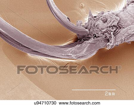Coloured SEM of house cricket (Acheta domesticus) ovipositor View Large Photo Image Stock Image - Coloured SEM of house cricket (Acheta domesticus) ovipositor. Fotosearch