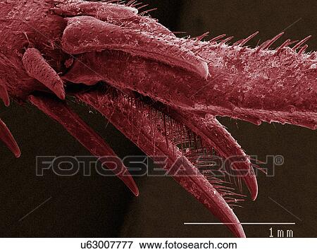 Coloured SEM of house cricket (Acheta domesticus) tarsus View Large Photo Image Stock Photo - Coloured SEM of house cricket (Acheta domesticus) tarsus. Fotosearch