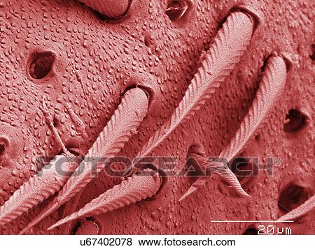 Coloured SEM of house cricket (Acheta domesticus) leg spurs View Large Photo Image Stock Photo - Coloured SEM of house cricket (Acheta domesticus) leg spurs. Fotosearch