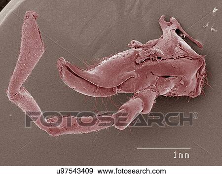 Stock Photo - Coloured SEM of house cricket (Acheta domesticus) mouth. Fotosearch