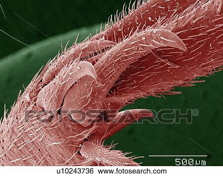 Coloured SEM of house cricket (Acheta domesticus) leg spurs View Large Photo Image Stock Photograph - Coloured SEM of house cricket (Acheta domesticus) leg spurs. Fotosearch