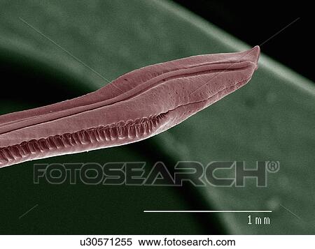 Coloured SEM of house cricket (Acheta domesticus) ovipositor View Large Photo Image Stock Photography - Coloured SEM of house cricket (Acheta domesticus) ovipositor. Fotosearch