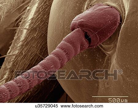 Coloured SEM of house cricket (Acheta domesticus) leg spurs View Large Photo Image Stock Photography - Coloured SEM of house cricket (Acheta domesticus) leg spurs. Fotosearch
