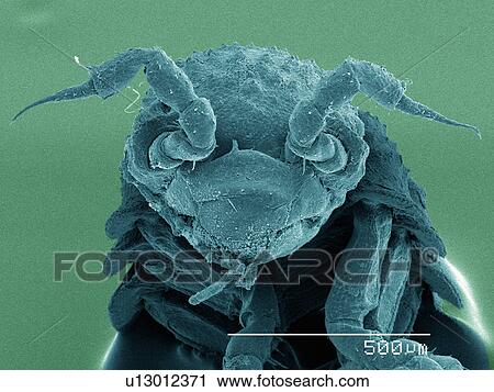Coloured SEM of isopod, front view View Large Photo Image Stock Image - Coloured SEM of isopod, front view. Fotosearch