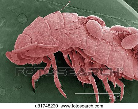Coloured SEM of isopod with mites in it View Large Photo Image Stock Image - Coloured SEM of isopod with mites in it. Fotosearch