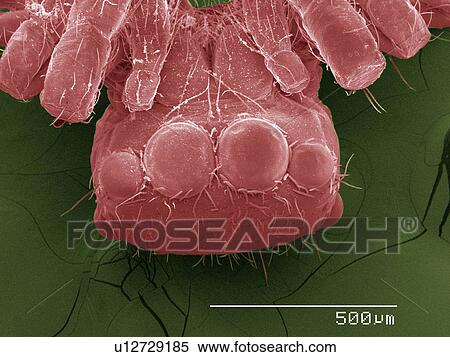 Coloured SEM of jumping spider View Large Photo Image Stock Photography - Coloured SEM of jumping spider. Fotosearch