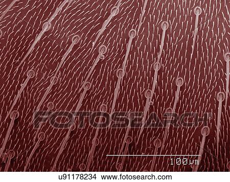 Coloured SEM of leaf miner fly (Agromyzidae) View Large Photo Image Picture - Coloured SEM of leaf miner fly (Agromyzidae). Fotosearch
