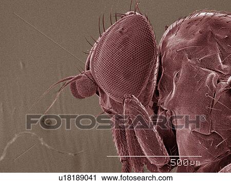 Coloured SEM of leaf miner fly (Agromyzidae) head View Large Photo Image Stock Image - Coloured SEM of leaf miner fly (Agromyzidae) head. Fotosearch
