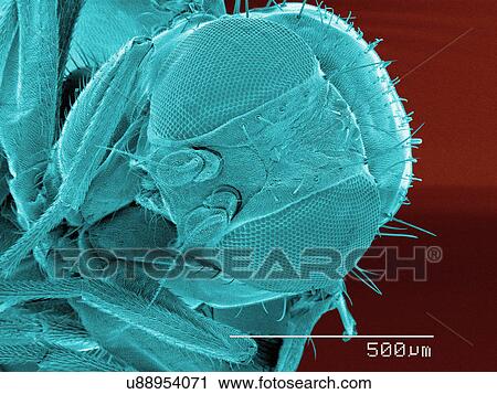 Stock Image - Coloured SEM of leaf miner fly (Agromyzidae) head. Fotosearch