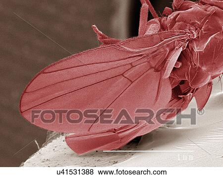 Stock Photo - Coloured SEM of leaf miner fly (Agromyzidae). Fotosearch
