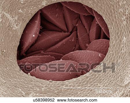 Stock Image - Coloured SEM of liverwort gemma. Fotosearch
