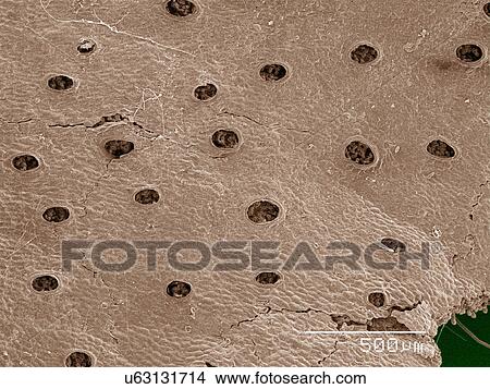 Coloured SEM of liverwort leaf View Large Photo Image Picture - Coloured SEM of liverwort leaf. Fotosearch