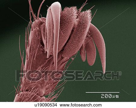 Picture - Coloured SEM of louse fly (Hippoboscidae) tarsus. Fotosearch
