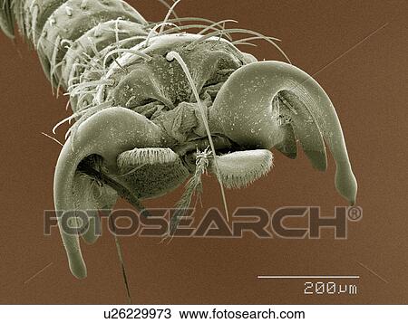 Stock Image - Coloured SEM of louse fly (Hippoboscidae) tarsus. Fotosearch