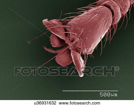 Coloured SEM of louse fly (Hippoboscidae) tarsus View Large Photo Image Stock Image - Coloured SEM of louse fly (Hippoboscidae) tarsus. Fotosearch