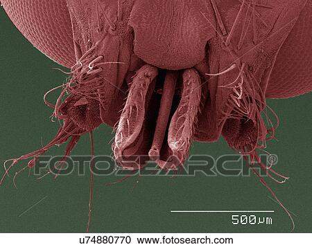 Coloured SEM of louse fly (Hippoboscidae) mouthparts View Large Photo Image Stock Image - Coloured SEM of louse fly (Hippoboscidae) mouthparts. Fotosearch