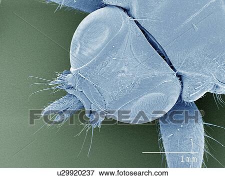 Stock Photo - Coloured SEM of louse fly (Hippoboscidae), overhead view. Fotosearch