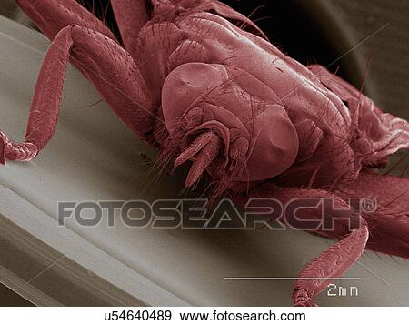 Coloured SEM of louse fly (Hippoboscidae), front view View Large Photo Image Stock Photo - Coloured SEM of louse fly (Hippoboscidae), front view. Fotosearch