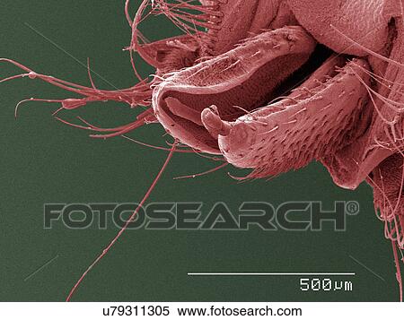 Stock Photography - Coloured SEM of louse fly (Hippoboscidae) mouthparts. Fotosearch