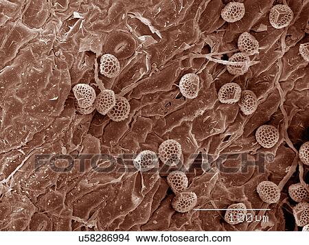 Picture - Coloured SEM of lycopodium spores. Fotosearch