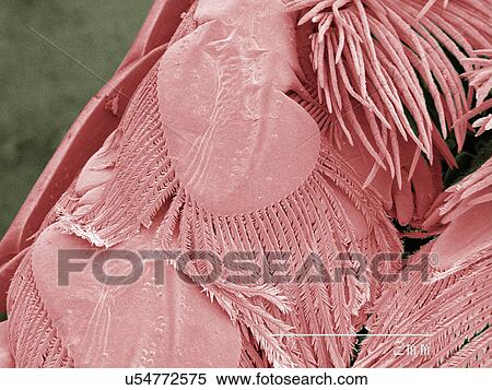 Stock Photography - Coloured SEM of mantid shrimp gills. Fotosearch