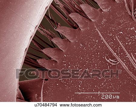 Picture - Coloured SEM of mantid shrimp spines. Fotosearch