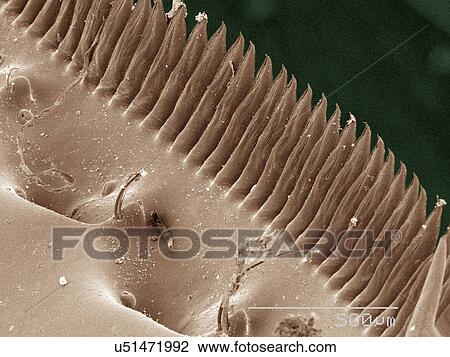 Stock Image - Coloured SEM of mantid shrimp spines. Fotosearch