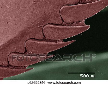 Stock Photograph - Coloured SEM of mantid shrimp spines. Fotosearch