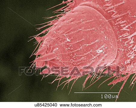 Coloured SEM of millipede antenna View Large Photo Image Stock Image - Coloured SEM of millipede antenna. Fotosearch